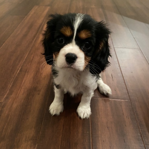 Meet your Posher, Victoria - Picture 2 of 2